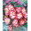 Begonia - Marginata White - biało-czerwona - GIGA paczka! - 100 szt.