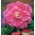 Begonia - Camellia - różowo-biała - GIGA paczka! - 100 szt.