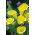 Calla Cream - GIGA paczka! - 50 cebulek
