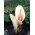 Dziwidło różowe - Amorphophallus bulbifer - unikat! - GIGA paczka! - 50 szt.