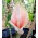 Dziwidło różowe - Amorphophallus bulbifer - unikat! - GIGA paczka! - 50 szt.