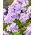 Floks (Phlox) - Płomyk wiechowaty - All In One - GIGA paczka! - 50 szt.