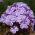 Floks (Phlox) - Płomyk wiechowaty - All In One - duża paczka! - 10 szt.