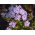 Floks (Phlox) - Płomyk wiechowaty - All In One - duża paczka! - 10 szt.