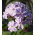 Floks (Phlox) - Płomyk wiechowaty - All In One - GIGA paczka! - 50 szt.