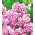 Floks (Phlox) - Płomyk wiechowaty - Peppermint Twist - duża paczka! - 10 szt.