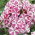 Floks (Phlox) - Płomyk wiechowaty - Peppermint Twist - duża paczka! - 10 szt.