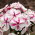 Floks (Phlox) - Płomyk wiechowaty - Twister - GIGA paczka! - 50 szt.