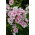 Floks (Phlox) - Płomyk wiechowaty - Twister - duża paczka! - 10 szt.