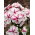 Floks (Phlox) - Płomyk wiechowaty - Twister - GIGA paczka! - 50 szt.