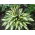 Funkia - Hosta Cherry Berry - GIGA paczka! - 50 szt.