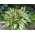 Funkia - Hosta Cherry Berry - GIGA paczka! - 50 szt.