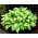 Funkia - Hosta Albopicta - duża paczka! - 10 szt.