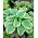 Funkia - Hosta Robert Frost - GIGA paczka! - 50 szt.