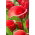 Calla Red Alert - GIGA paczka! - 50 szt.