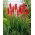 Kniphofia czerwona - Nancy Red - GIGA paczka! - 50 szt.