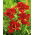 Liliowiec Double Firecracker - GIGA paczka! - 50 szt.