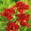 Liliowiec Double Firecracker - GIGA paczka! - 50 szt.