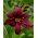 Liliowiec Black Emanuelle - GIGA paczka! - 50 szt.