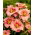Liliowiec Elegant Candy - GIGA paczka! - 50 szt.