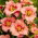 Liliowiec Elegant Candy - GIGA paczka! - 50 szt.