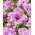 Irys syberyjski, Kosaciec - Pink Parfait - GIGA paczka! - 50 szt.