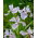 Irys syberyjski, Kosaciec - Soft Blue - GIGA paczka! - 50 szt.