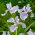 Irys syberyjski, Kosaciec - Soft Blue - GIGA paczka! - 50 szt.