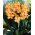 Kanna - Apricot Dream - GIGA paczka! - 50 szt.