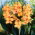 Kanna - Apricot Dream - GIGA paczka! - 50 szt.