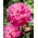 Piwonia, Paeonia - Louis van Houtte - sadzonka - GIGA paczka! - 50 szt.