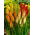 Kniphofia mix - GIGA paczka! - 50 szt.