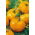 Pomidor Oxheart Orange - bawole serce, pomarańczowy, bardzo mięsisty