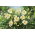 Liliowiec Arctic Snow - GIGA paczka! - 50 szt.