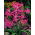 Nerine Bowdenii - GIGA paczka! - 100 szt.