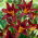 Liliowiec Black Prince - GIGA paczka! - 50 szt.