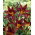 Liliowiec Black Prince - GIGA paczka! - 50 szt.