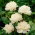 Piwonia, Paeonia - Festiva Maxima - sadzonka - duża paczka! - 10 szt.