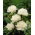 Piwonia, Paeonia - Festiva Maxima - sadzonka - duża paczka! - 10 szt.