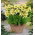 Ismena Sulphur Queen - Błonczatka - GIGA paczka! - 50 szt.