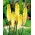 Kniphofia Percy's Pride - GIGA paczka! - 50 szt.