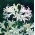 Nerine Alba - GIGA paczka! - 50 szt.