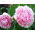 Piwonia, Paeonia - Sarah Bernhardt - sadzonka - GIGA paczka! - 50 szt.