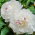 Piwonia, Paeonia - Festiva Maxima - sadzonka - duża paczka! - 10 szt.