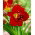 Liliowiec Highland Lord - GIGA paczka! - 50 szt.