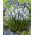 Szafirek - Muscari Mountain Lady - GIGA paczka! - 500 szt.