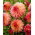 Dalia - Myrtle's Folly - GIGA paczka! - 50 szt.