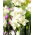 Narcyz Silver Bouquet - duża paczka! - 50 cebulek