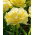 Tulipan Lemon Shoot - 5 cebulek