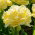 Tulipan Lemon Shoot - 5 cebulek